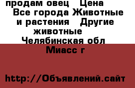  продам овец › Цена ­ 100 - Все города Животные и растения » Другие животные   . Челябинская обл.,Миасс г.